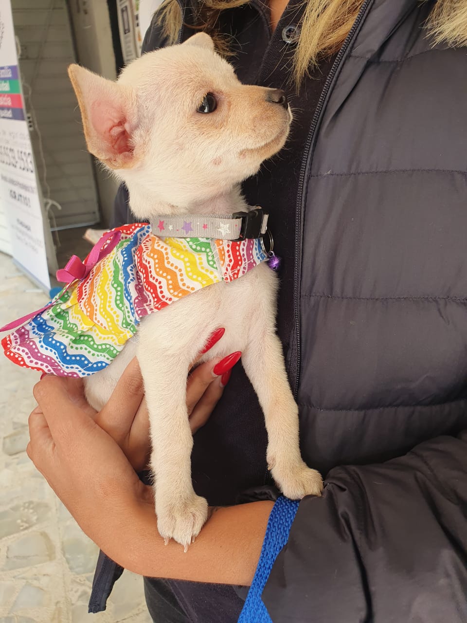 CITIZEN COUNCIL INVITES CHILDREN TO NAME OUR ADOPTED PUPPY 