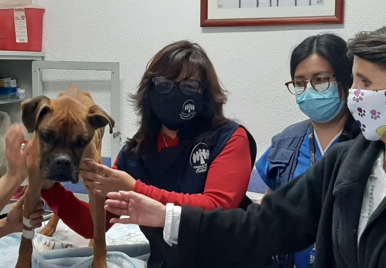 WE CONTRIBUTE TO “MIRACULOUSLY” RESCUING A BOXER DOG