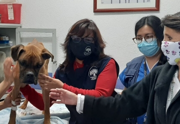 WE CONTRIBUTE TO “MIRACULOUSLY” RESCUING A BOXER DOG