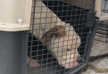 “El Chato” has a chance to have a better life after being rescued by the Citizen Council