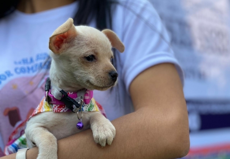 THE CITIZEN COUNCIL INVITES CHILDREN TO SUGGEST A NAME FOR THE ADOPTED PUPPY 