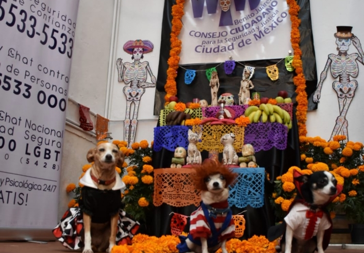 We create community with the Benito Juarez mayoralty neighbors 